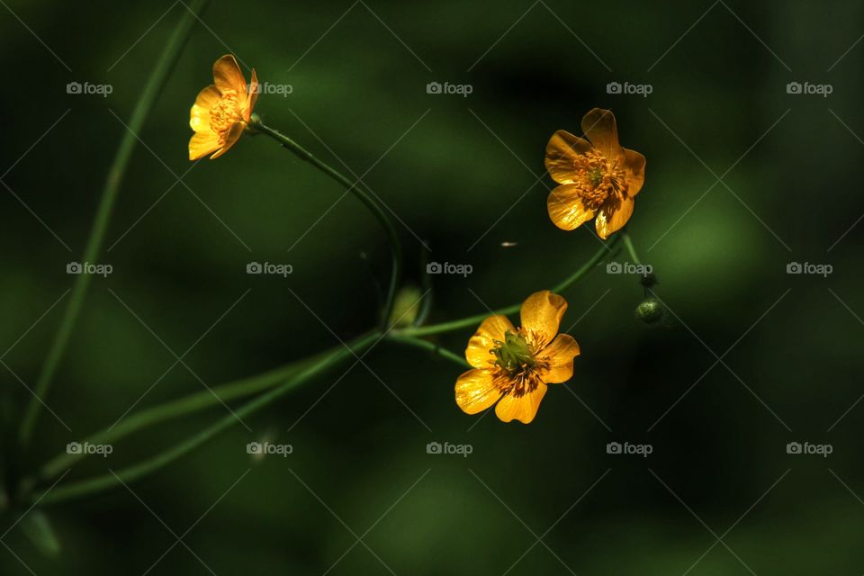 Close-up of yellow flowers