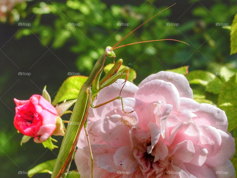 Rosy mantis