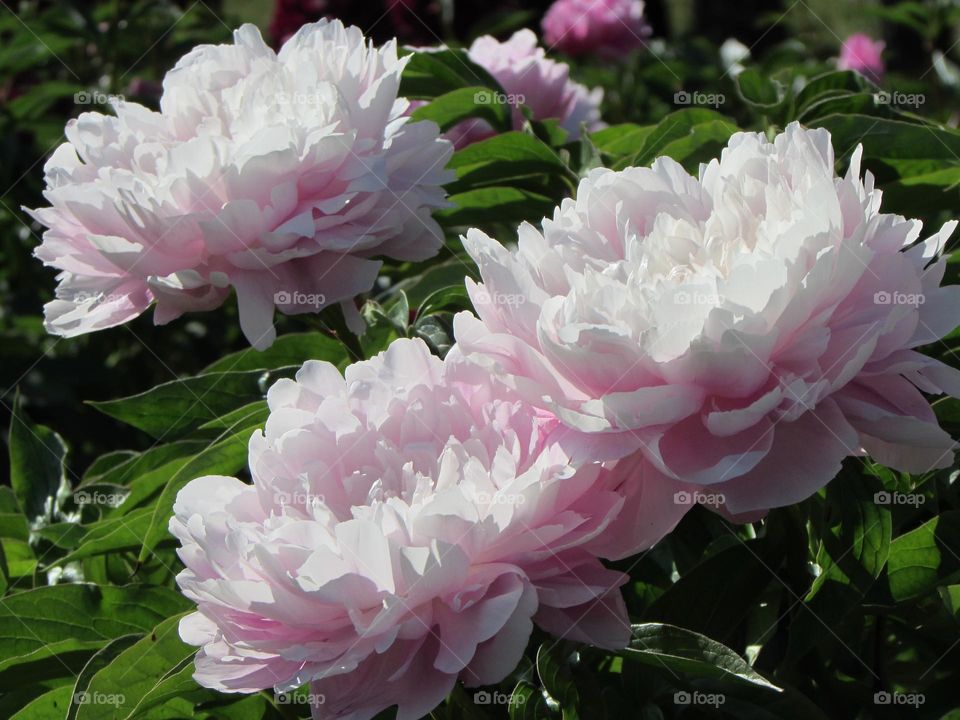 Peonies in the city garden