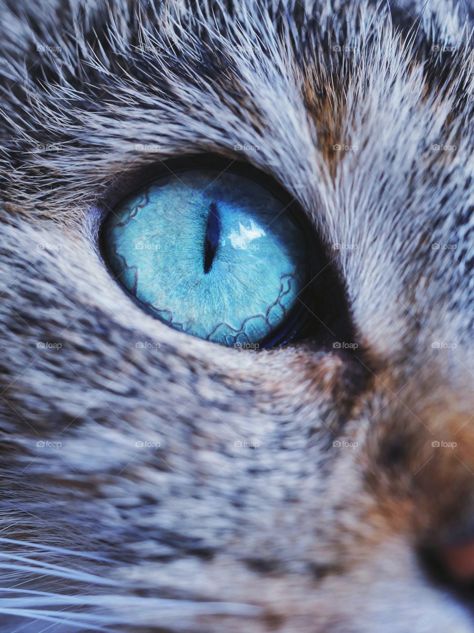 Cat eye