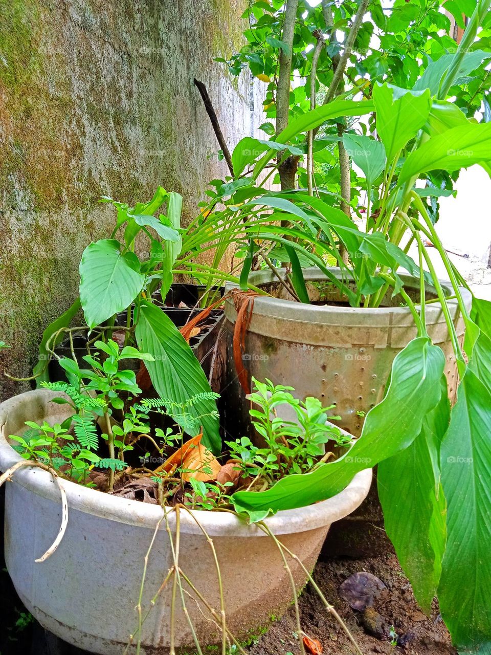 Green on recycled pots