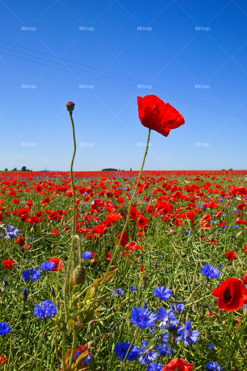 landscape sky flowers field by chrille_b