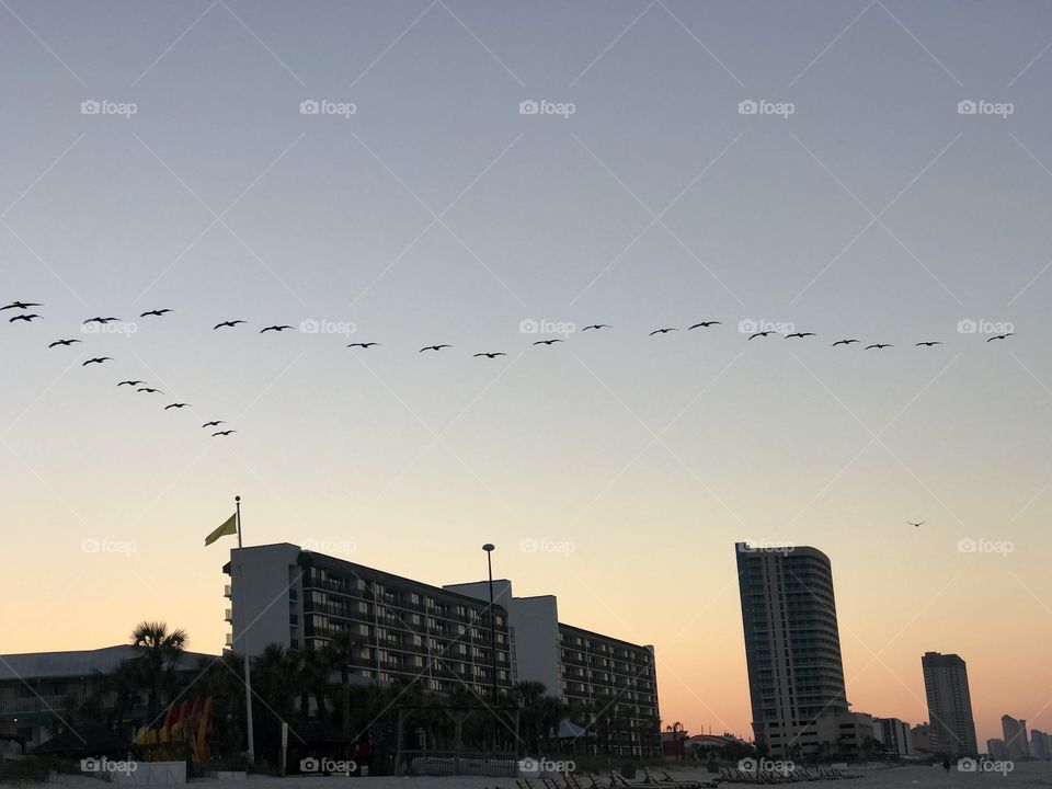 Birds flying uniform at the beach