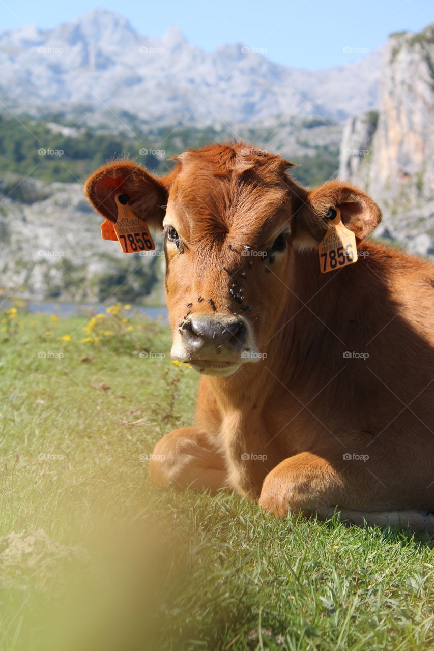 cows in Asturias