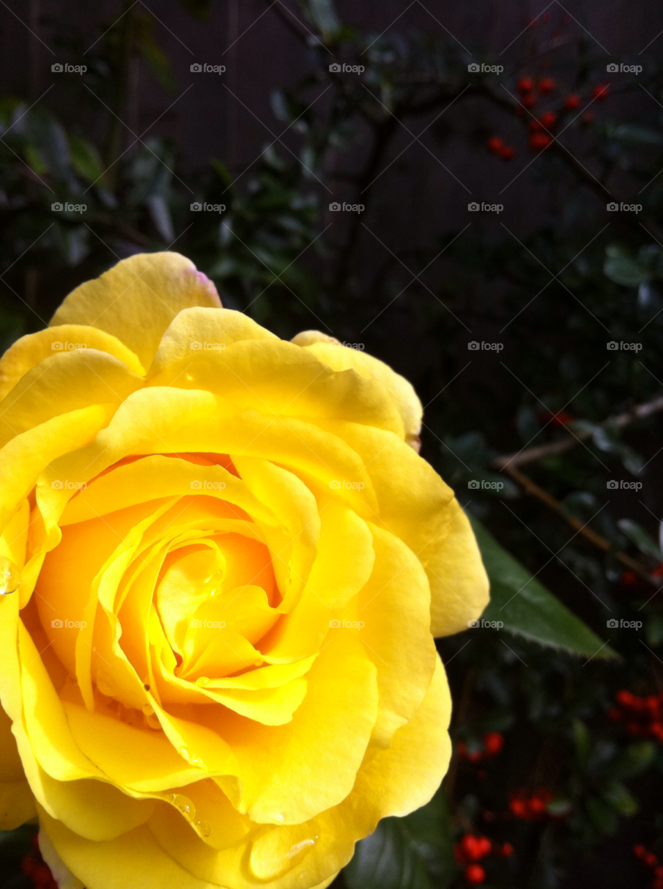 garden yellow flower rose by KatieFerdinand