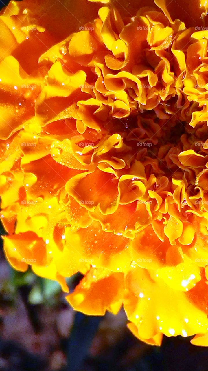 Closeup of a marigold