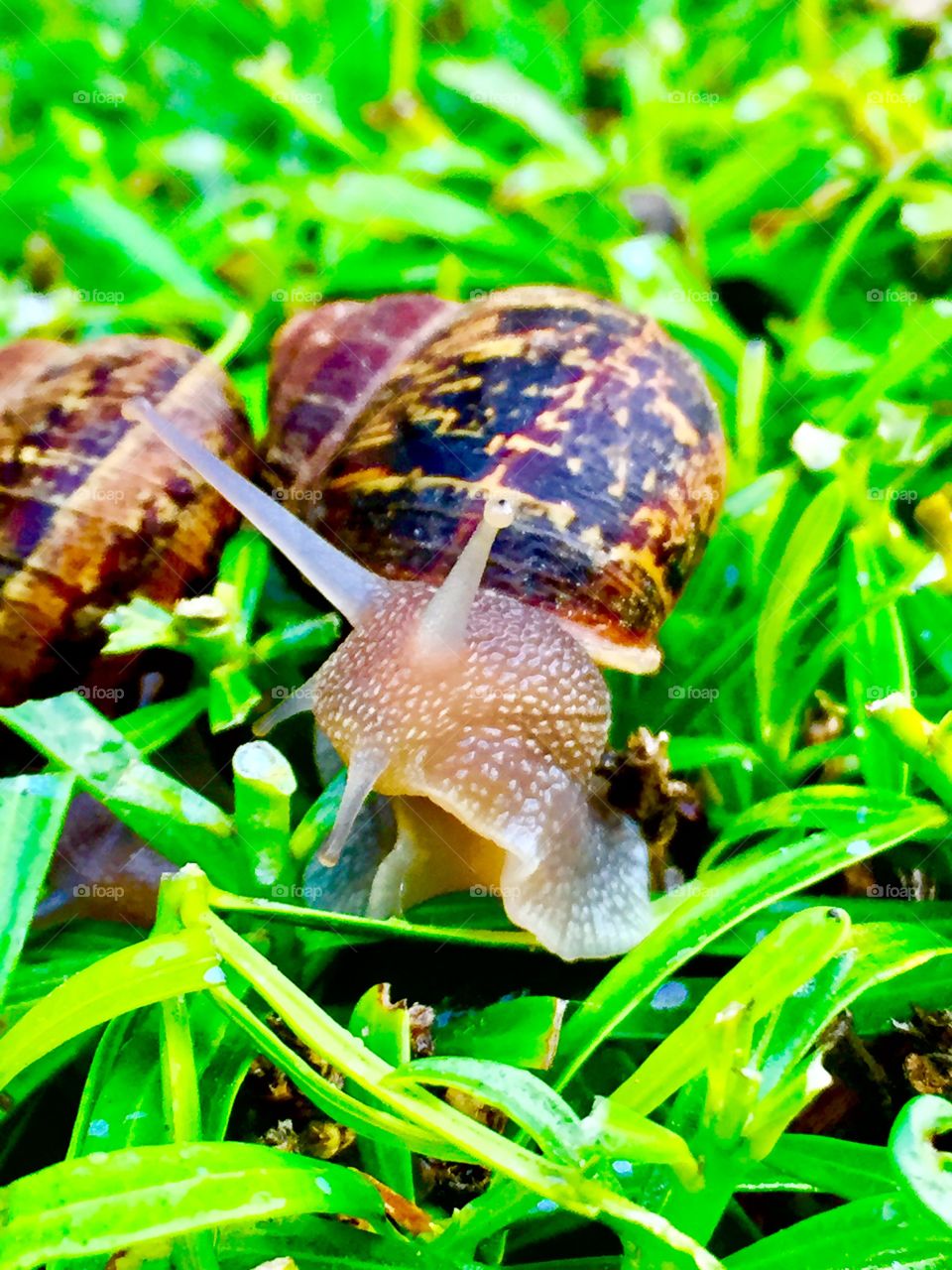 Snail's Adventures 💖🐌