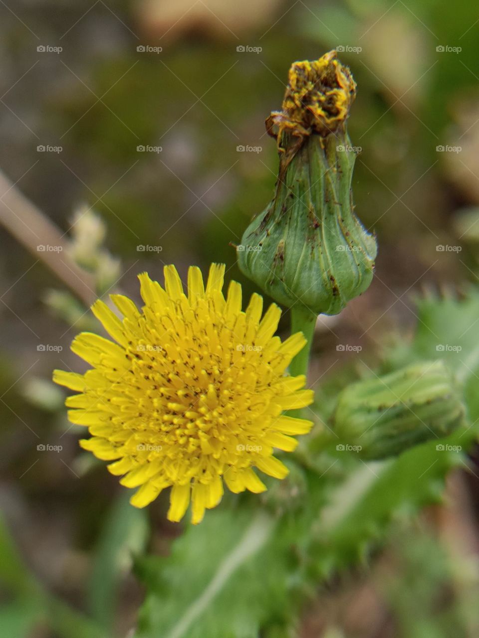 Common Sow Thistle