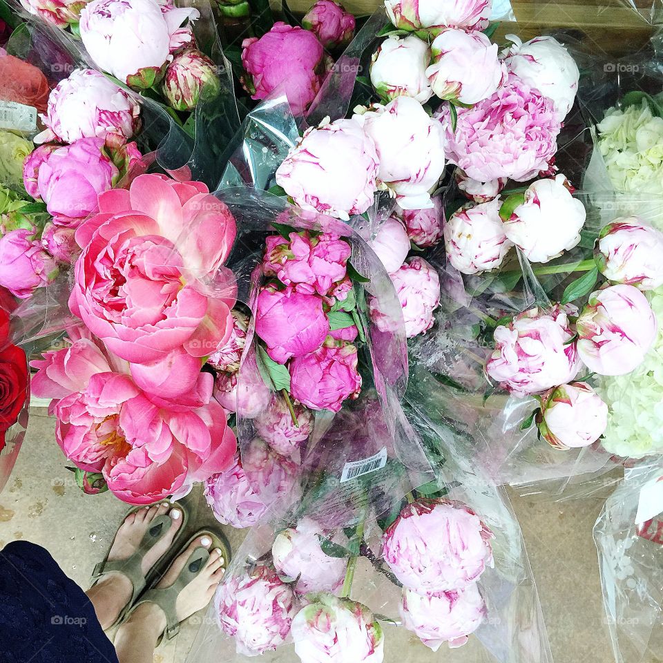 Peonies in bloom