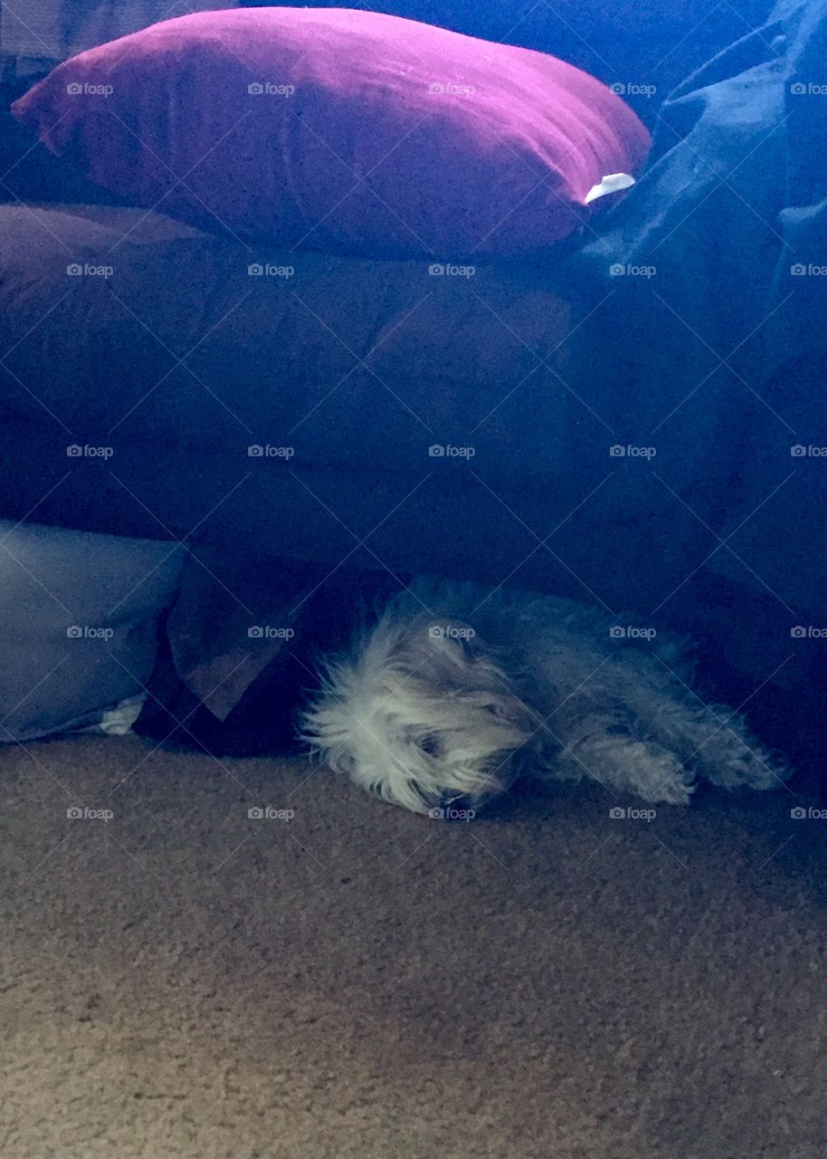 White dog sleeping under couch 