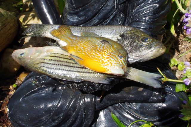 Three fish Buddha 