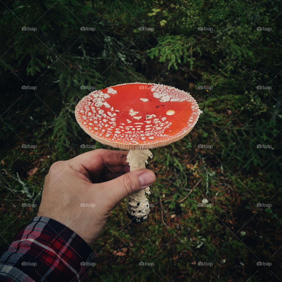 Hand holding a fly agaric