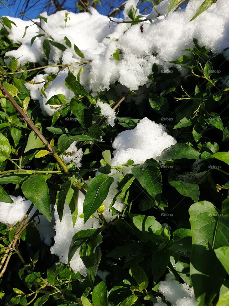 last signs of winter on a spring bush
