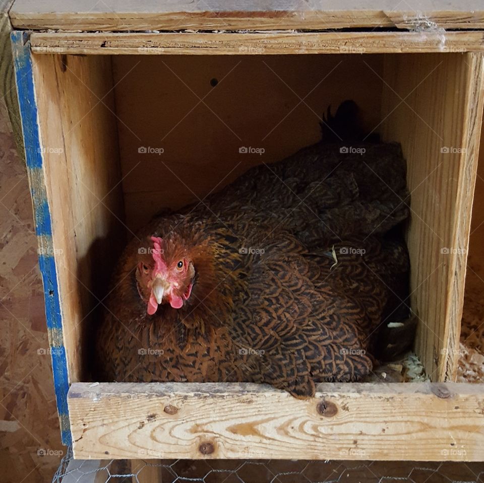 Hen in nesting box