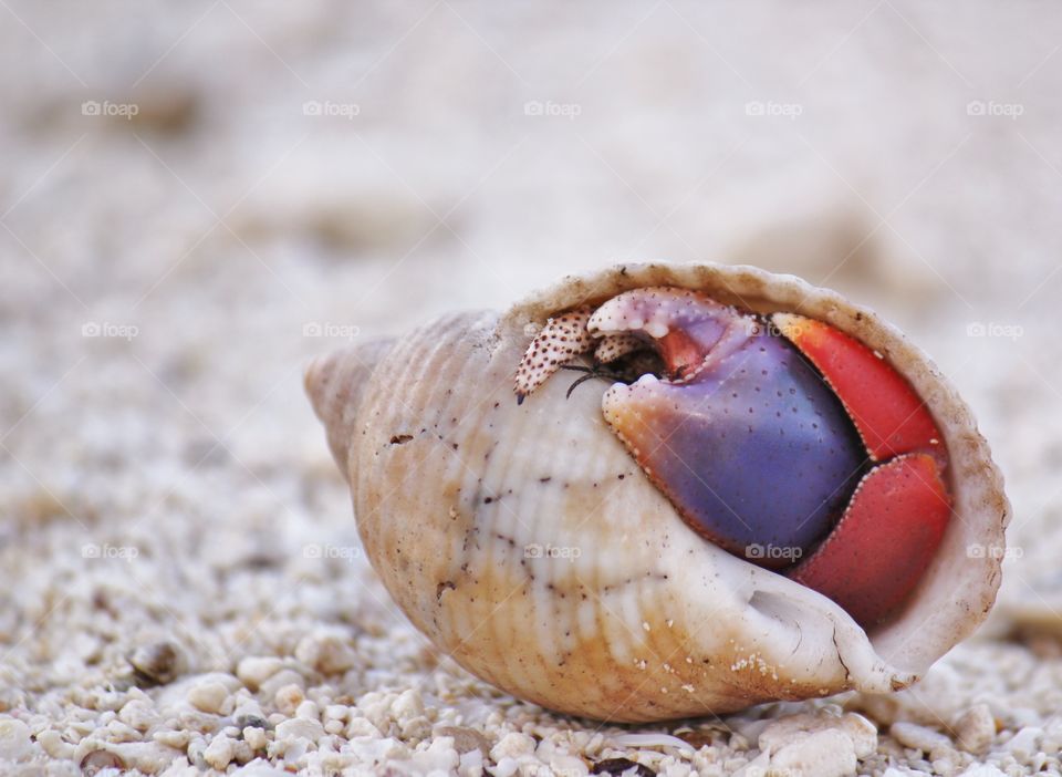 Hermit crab in shell