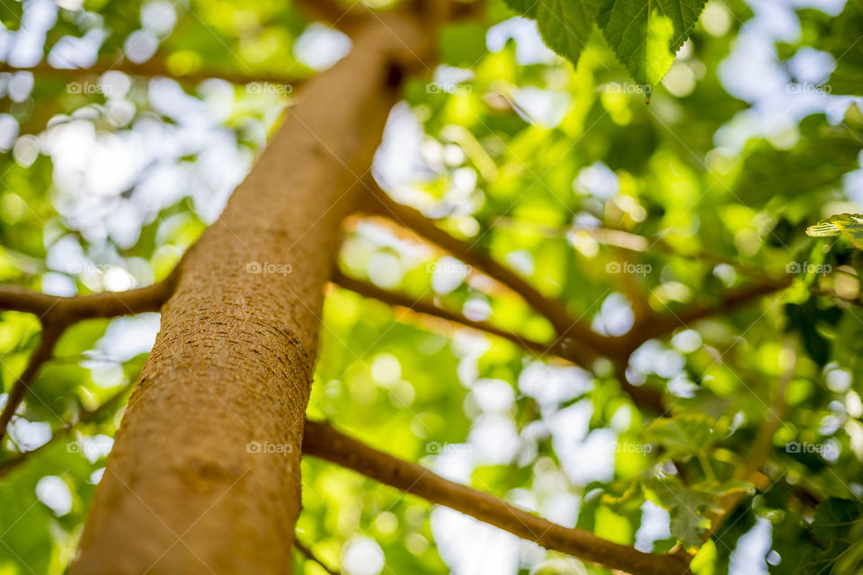 Sunlight on tree