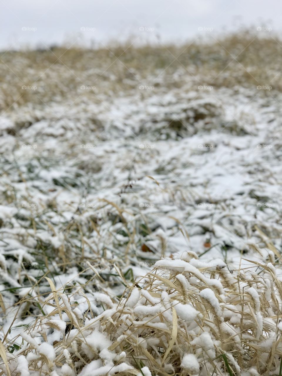 Prairie grass meets snow