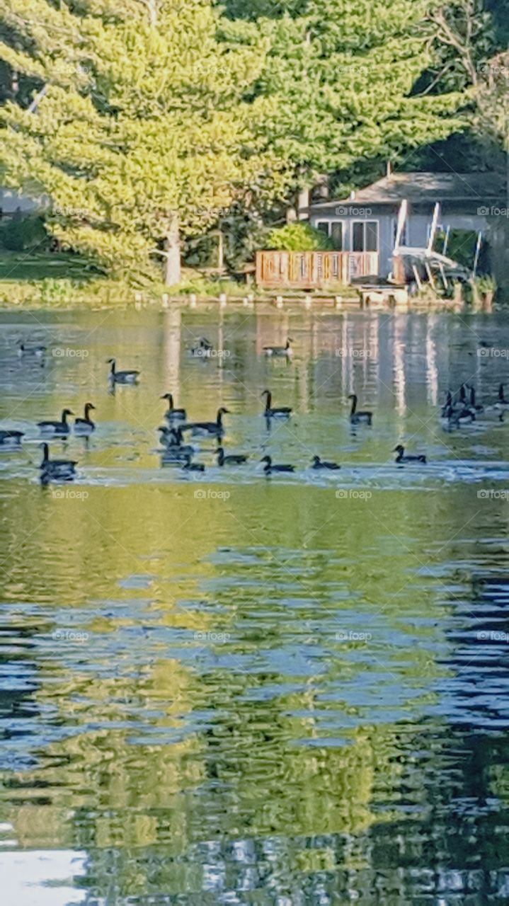Geese and Ducks on the Lake