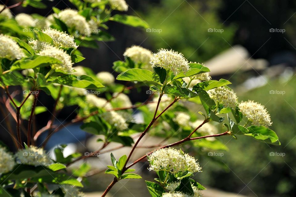 Blossoms