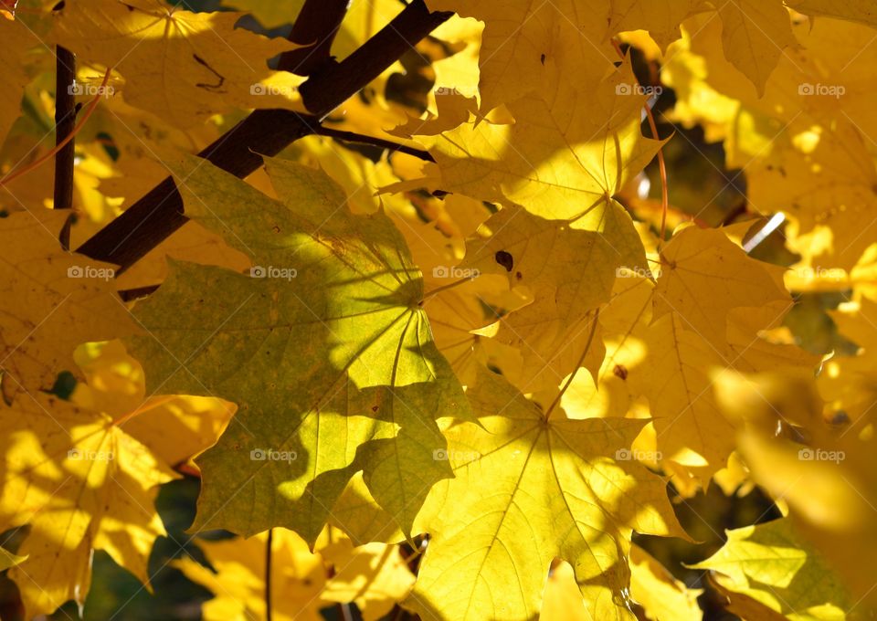 yellow autumn leaves in the solar light