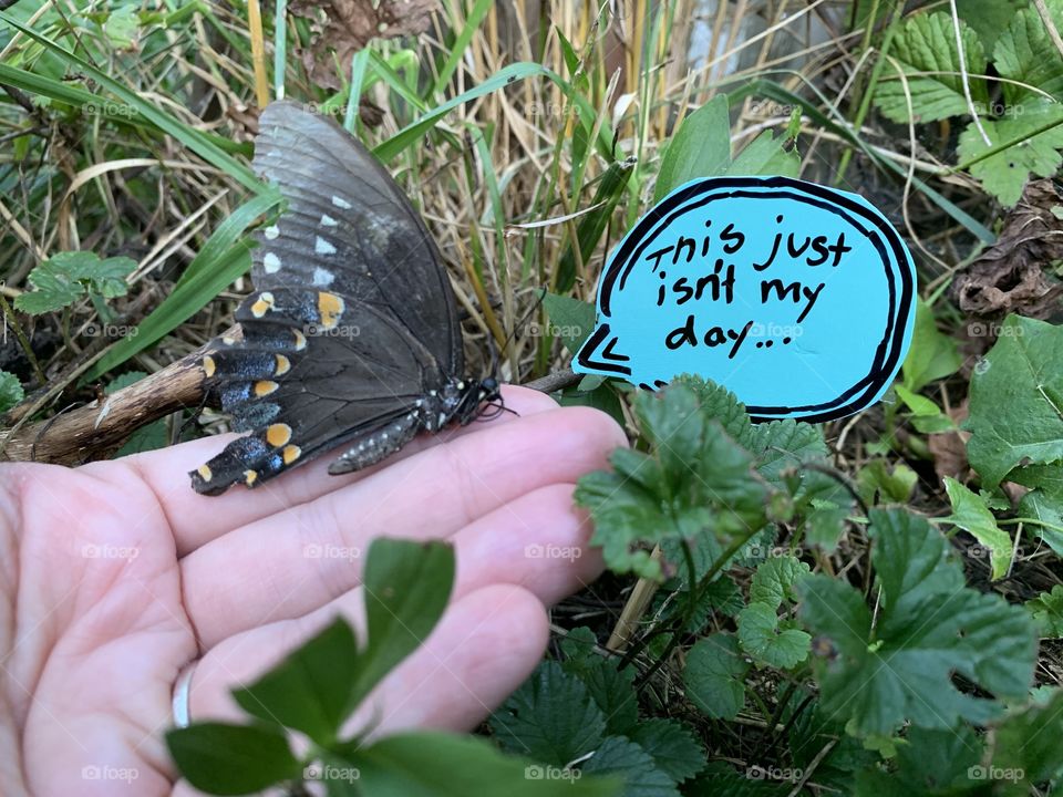 I found this poor little bitterly with a damaged wing, sitting in the grass. I moved it to a safer location, in a planter. 