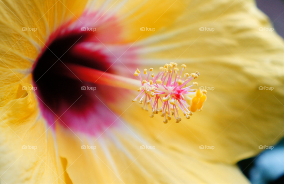 yellow pollen flower summer by SirBluto