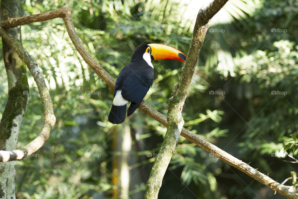 Toco Toucan.