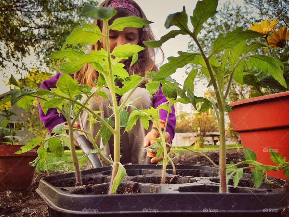 Tomato Planter