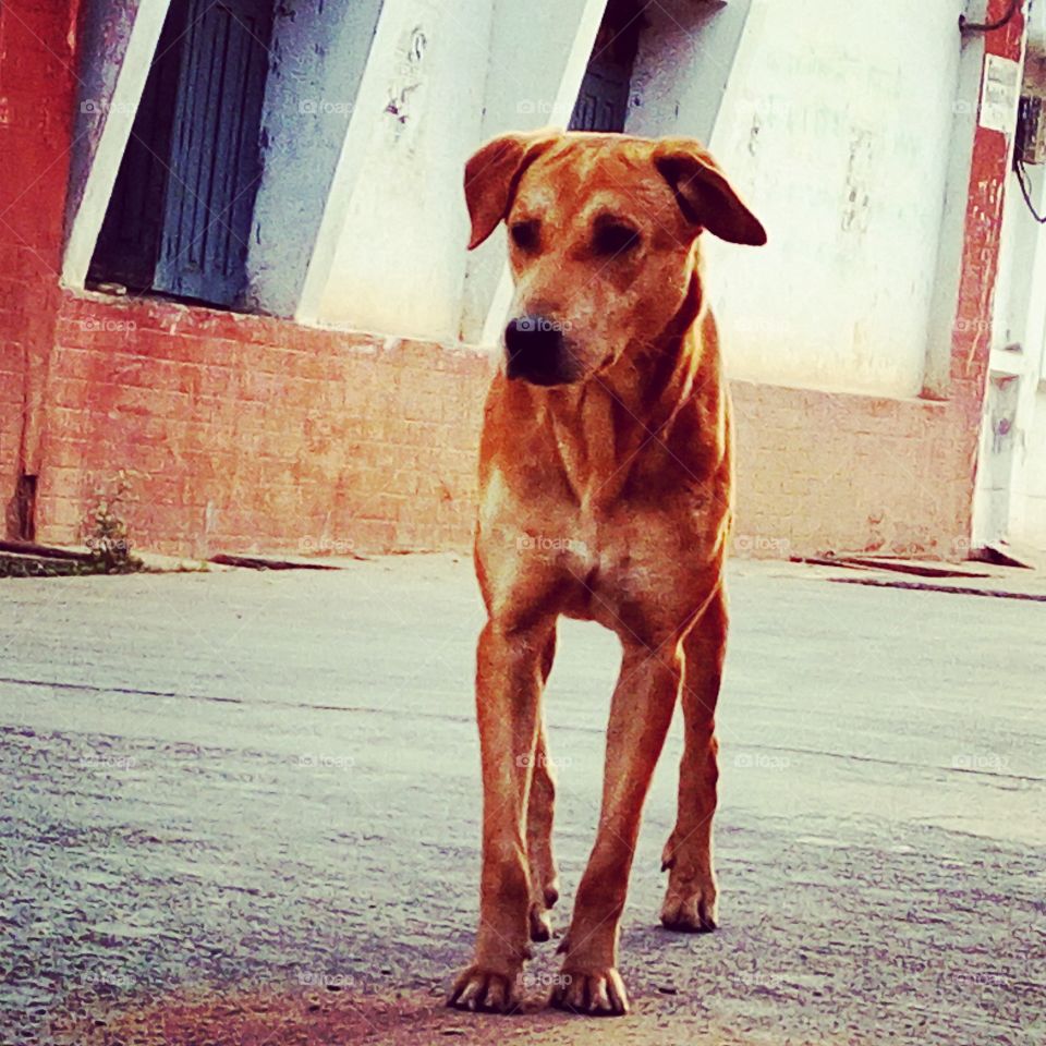 A street dog just standing still in front of my house so I just took a shot from my cellphone cam and it looked beautiful to me😊.