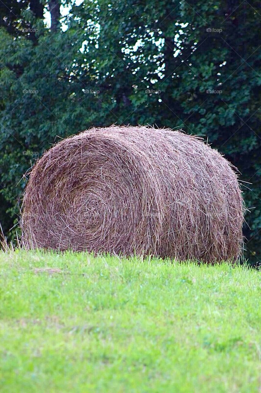 Round Hay bale