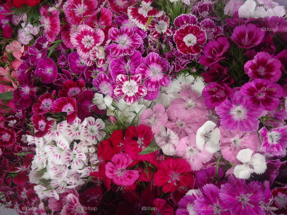 hongkong flower market. love the flowers we found in plenty at the hongkong flower market