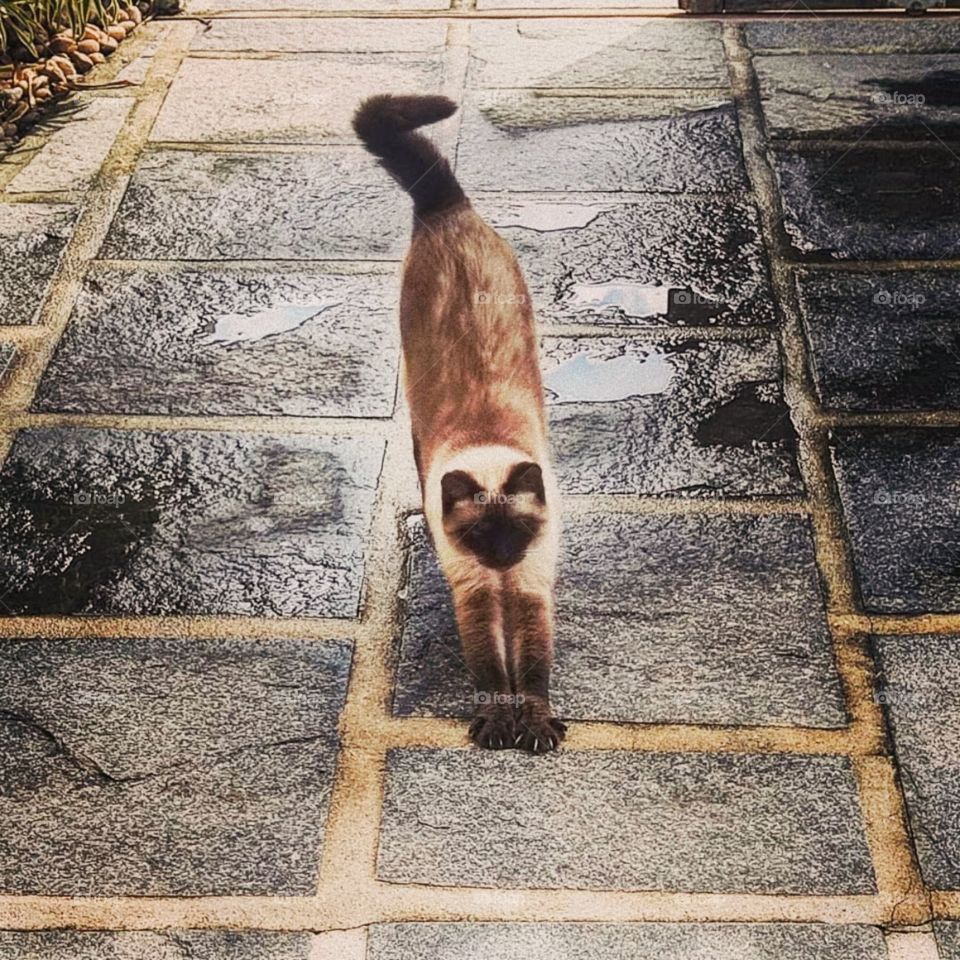 Meu cat