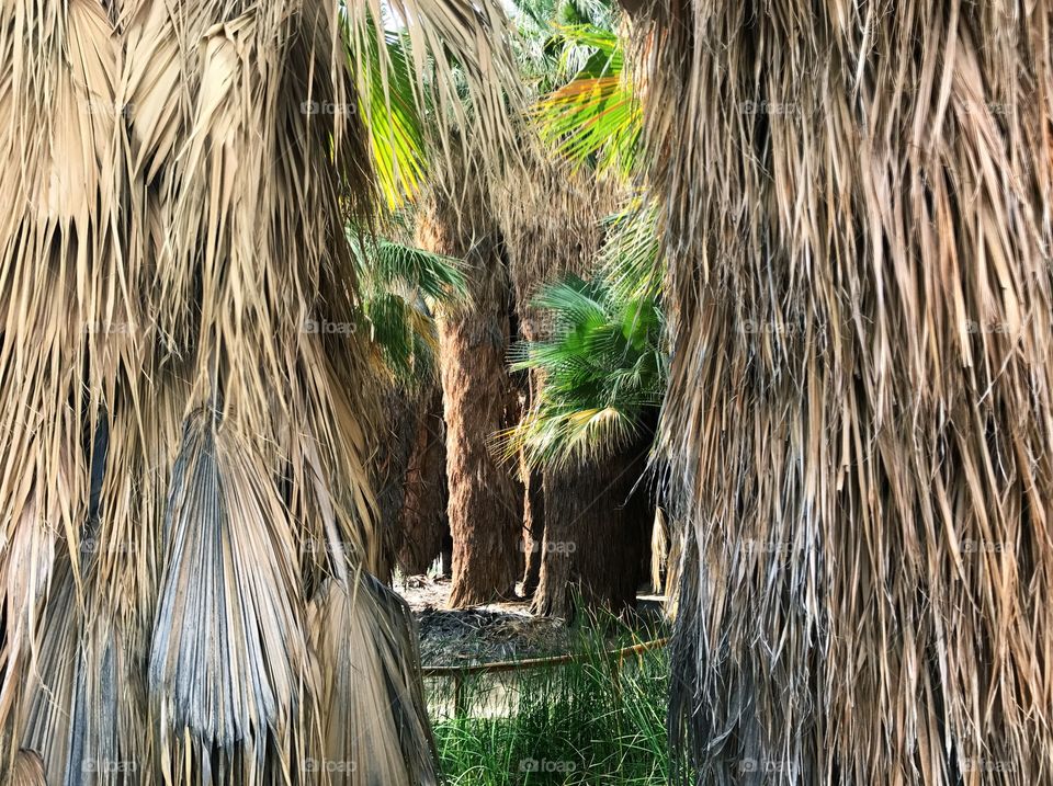 Between the Palms