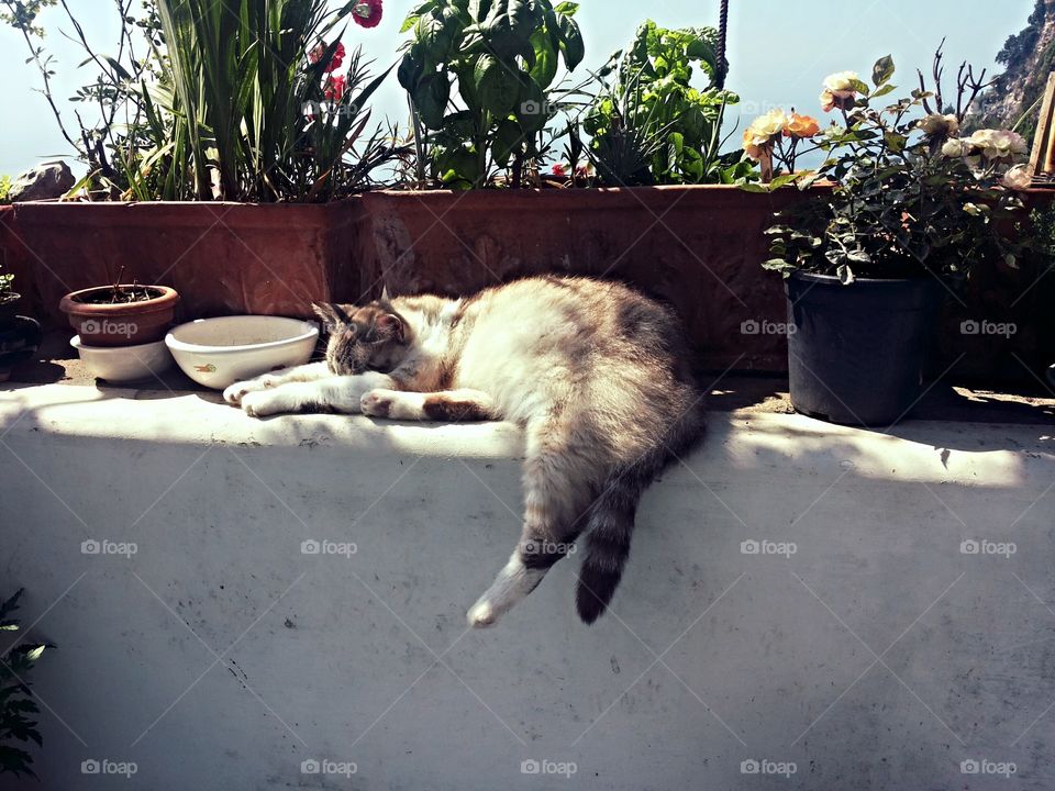 Sleeping cat on the terrace, by the sea