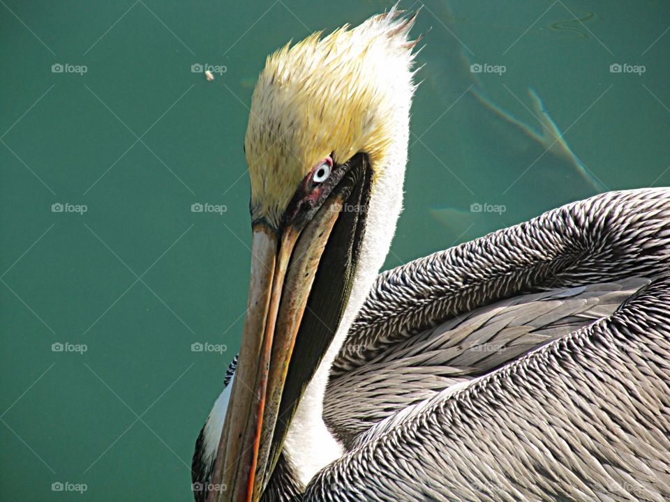 Pelican