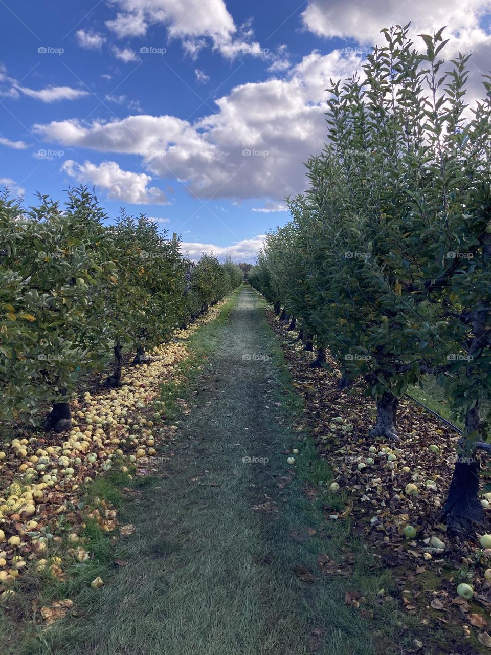 Apple trees as far as the eye can see
