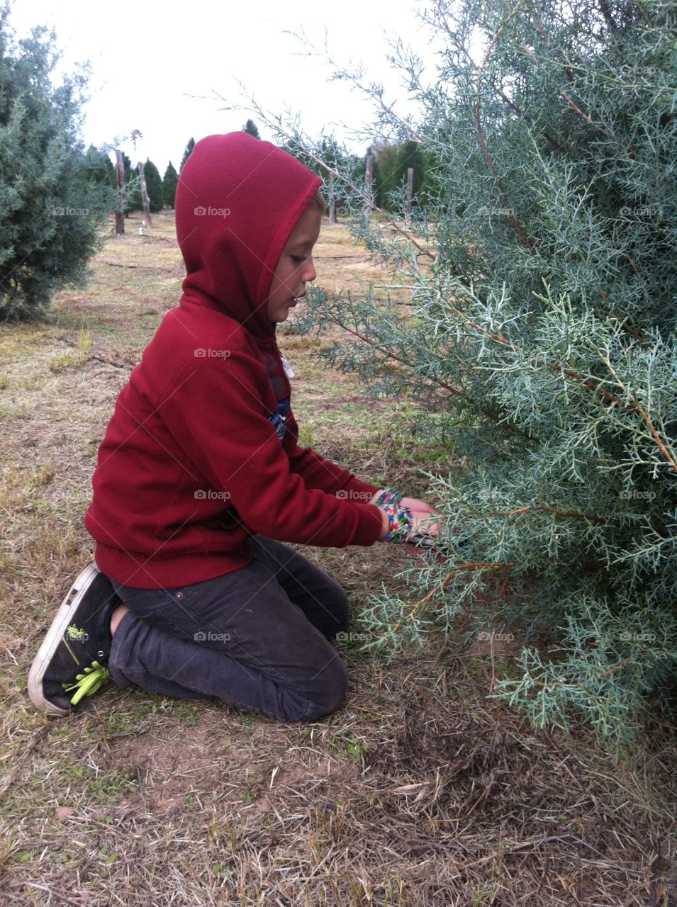 Cutting our Christmas Tree