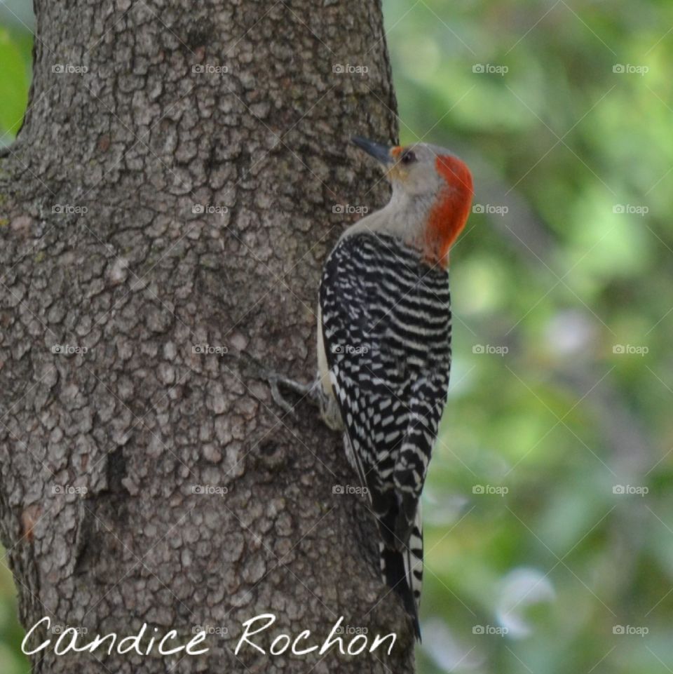 red bellied woodpecker