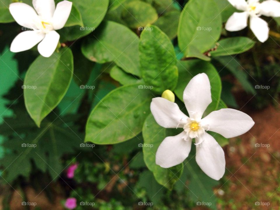 Another white flower