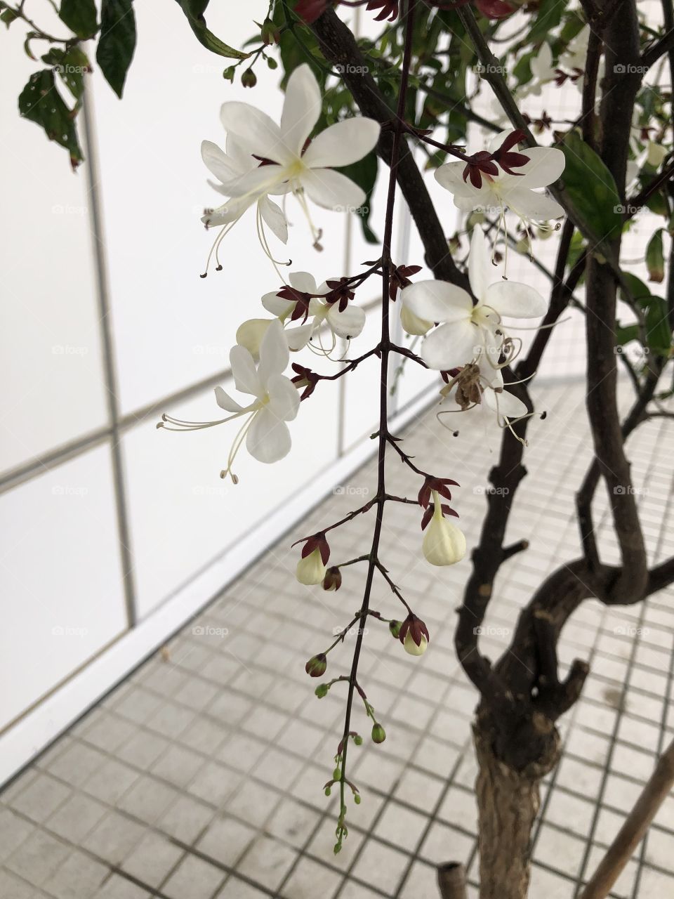 Bridal Veil，Nodding Clerodendron