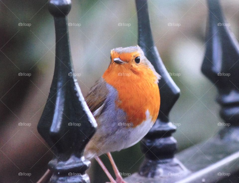 Robin red breast bird or iron fence
