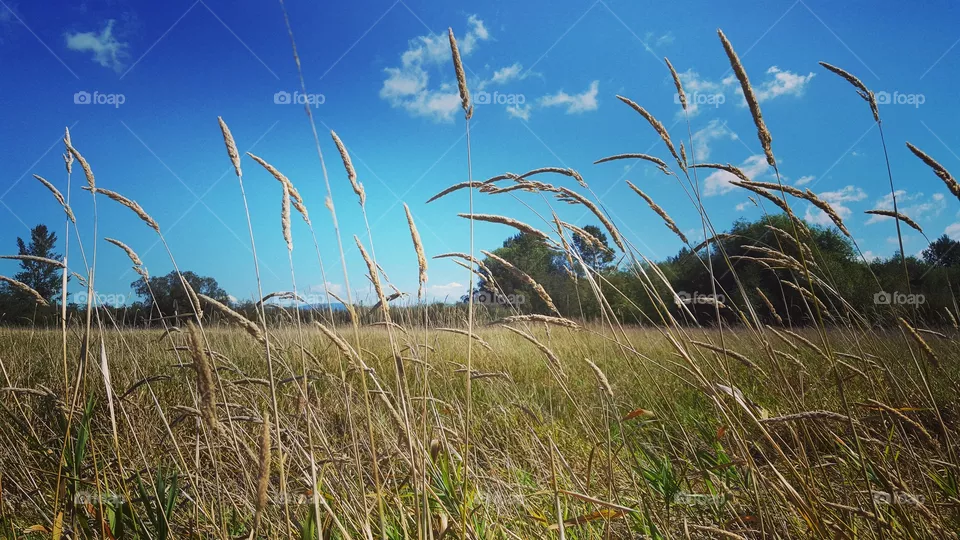 meadow