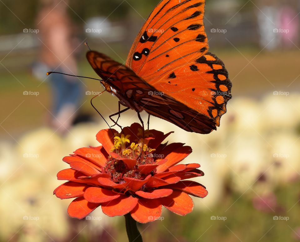 Butterfly on flower