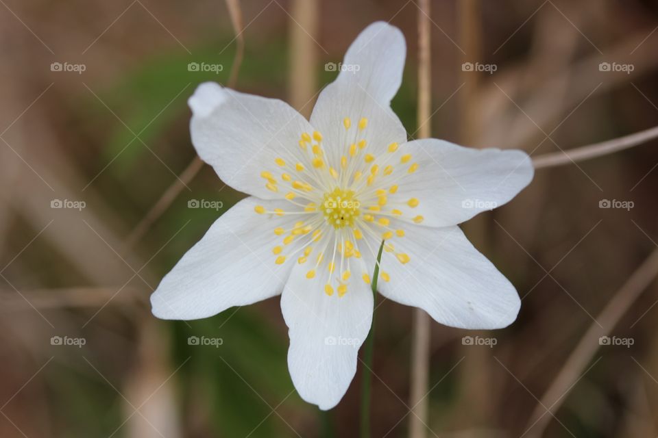 White anemone