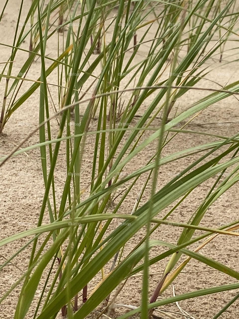 The presence of vegetation on the dunes adds a touch of greenery to the otherwise sandy landscape. 