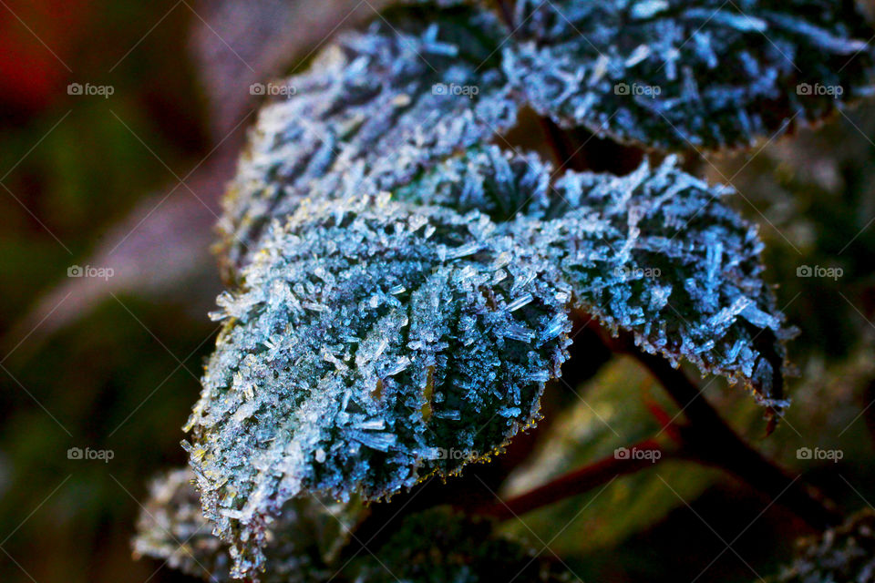 Frozen leaf