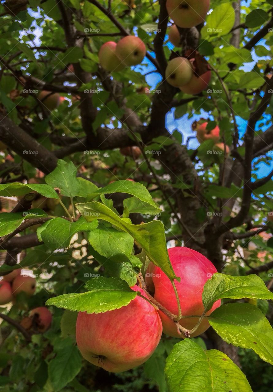 Close-up of apple tree with fruit