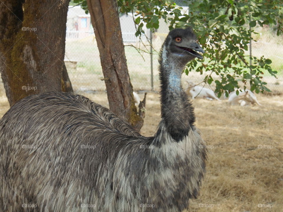 Animals at A park in Southern Oregon 