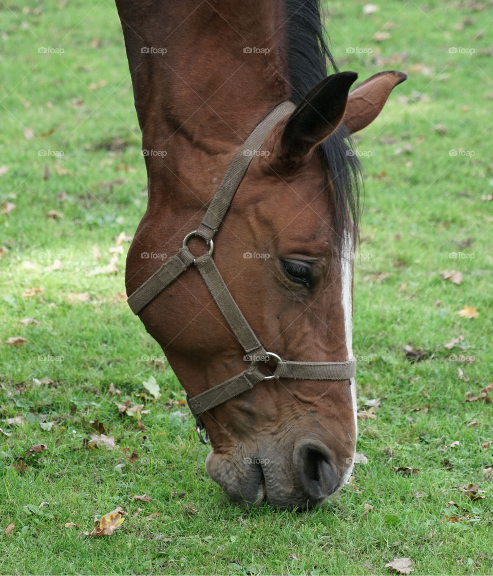 Headshot of a horse