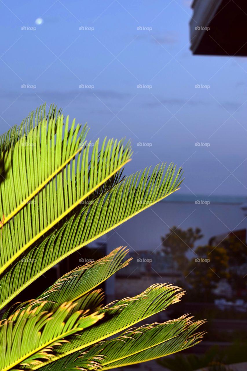 Evening in Egypt. Palm trees and sky